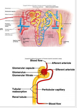 <p>renal blood vessels</p><p>__________ : reabsorption of filtrate to blood supply</p>