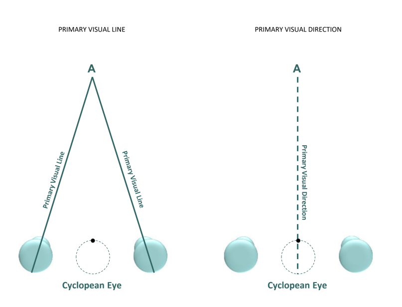 <p><strong>primary/ principal visual direction</strong></p>