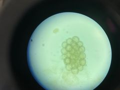 <p>What is the genus species of these tapeworm eggs? They are commonly transmitted to dogs and cats via fleas and lice</p>