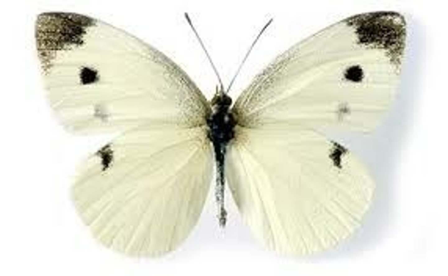 <p>Butterfly Family</p>