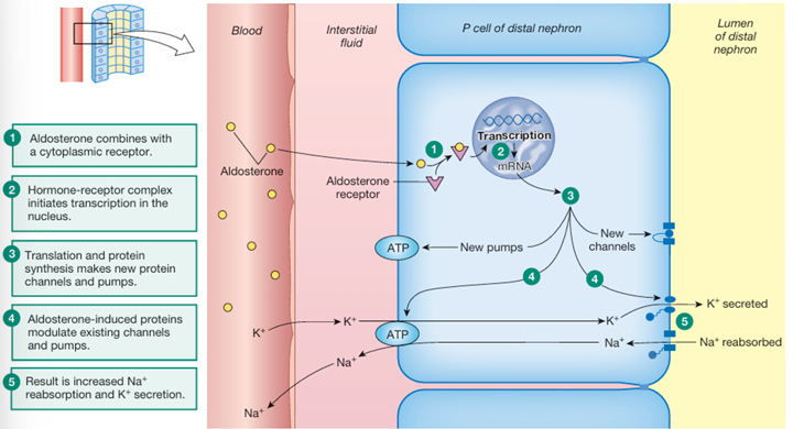 <ol><li><p>aldosterone enters P cells by diffusion</p></li><li><p>aldosterone comines with a cytoplasmatic receptor</p></li><li><p>there are 2 phases:</p><ul><li><p>early response phase → apical Na+ and K+ channels increase their open time and existing channels are inserted into the apical membrane</p></li><li><p>slower response → newly synthesized channels and pumps are inserted into the epithelial cell membranes</p></li></ul></li><li><p>intracellular Na+ levels rise from apical entry. Na+ -K+ -ATPase pump speeds up the transporting of cytoplasmic Na+ into the ECF and bringing K+ from the ECF into the P cells</p></li><li><p>this results in a rapid increase in Na+ reabsorption and K+ secretion</p></li></ol><p></p>