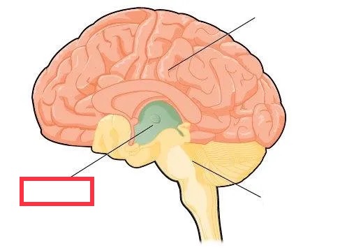 middle region of the adult brain that develops from the mesencephalon