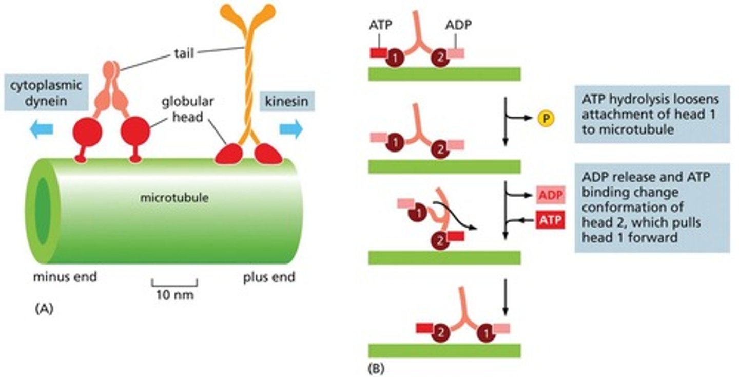 <p>Dynein, which moves toward the minus end, and kinesin, which moves toward the plus end.</p>