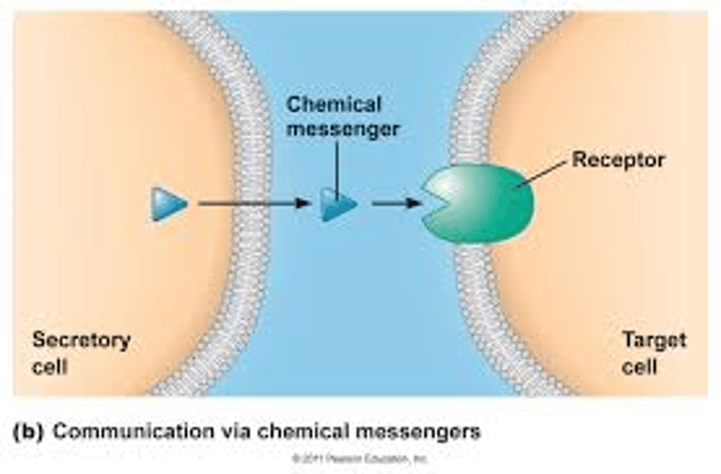 <p>Is performed via chemical messengers(ligands)</p><p>3 steps of General method of communication via chemical messengers:</p><p>1-Ligand(which is a chemical messenger) binds to its receptor on the target cell (wherever the receptor is located on the plasma membrane or inside of the cell).</p><p>2-Then, the binding of the ligand to its receptor causes a signal transduction. (this transduction is literally passing the signal from the ligand receptor to the nucleus of the cell)</p><p>. It induces changes within proteins that already exist inside of the cell. (cells have proteins inside of them and also make proteins inside of them at the RER to sent out of the cell or to keep them inside).</p><p>. It also induces the cell to manufacture new proteins (transcription and translation )</p><p>3-Then, The signal transduction cause a physiological response: it refers to the change that occurs as a consequence from the transduction of the signal(ex, the production of glucose transporters when the ligand which in this case is insulin binds to its receptor in P.M, then receptor activates the tyrosine kinase enzyme inside of the cell's plasma membrane, the the signal transduction occur and as consequence from it, a physiological response which is the manufacturing of glucose transporters. further more, the glucose will be absorbed into the cell through the Gluts.)</p>