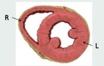 <p>left is more thick and muscular as it pumps blood around the body via the aorta, right is thinner and wraps around left and pumps blood to the lungs via the pulmonary artery</p>