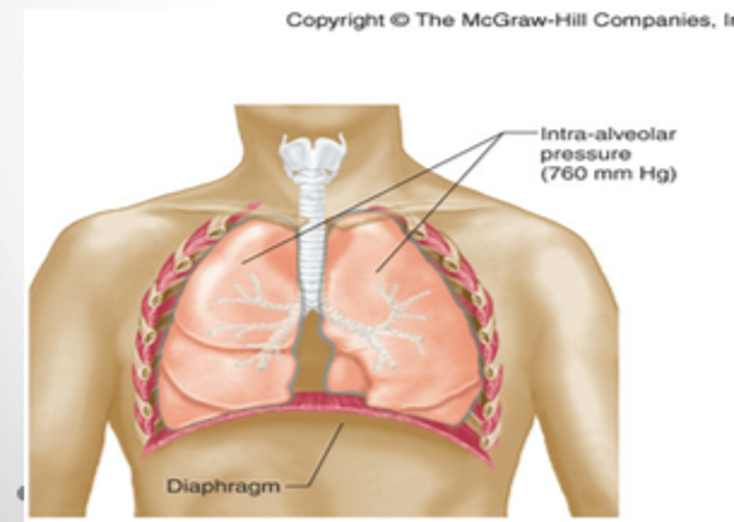 <p>- decrease (size in thorax)</p><p>- (increase in) pressure</p>