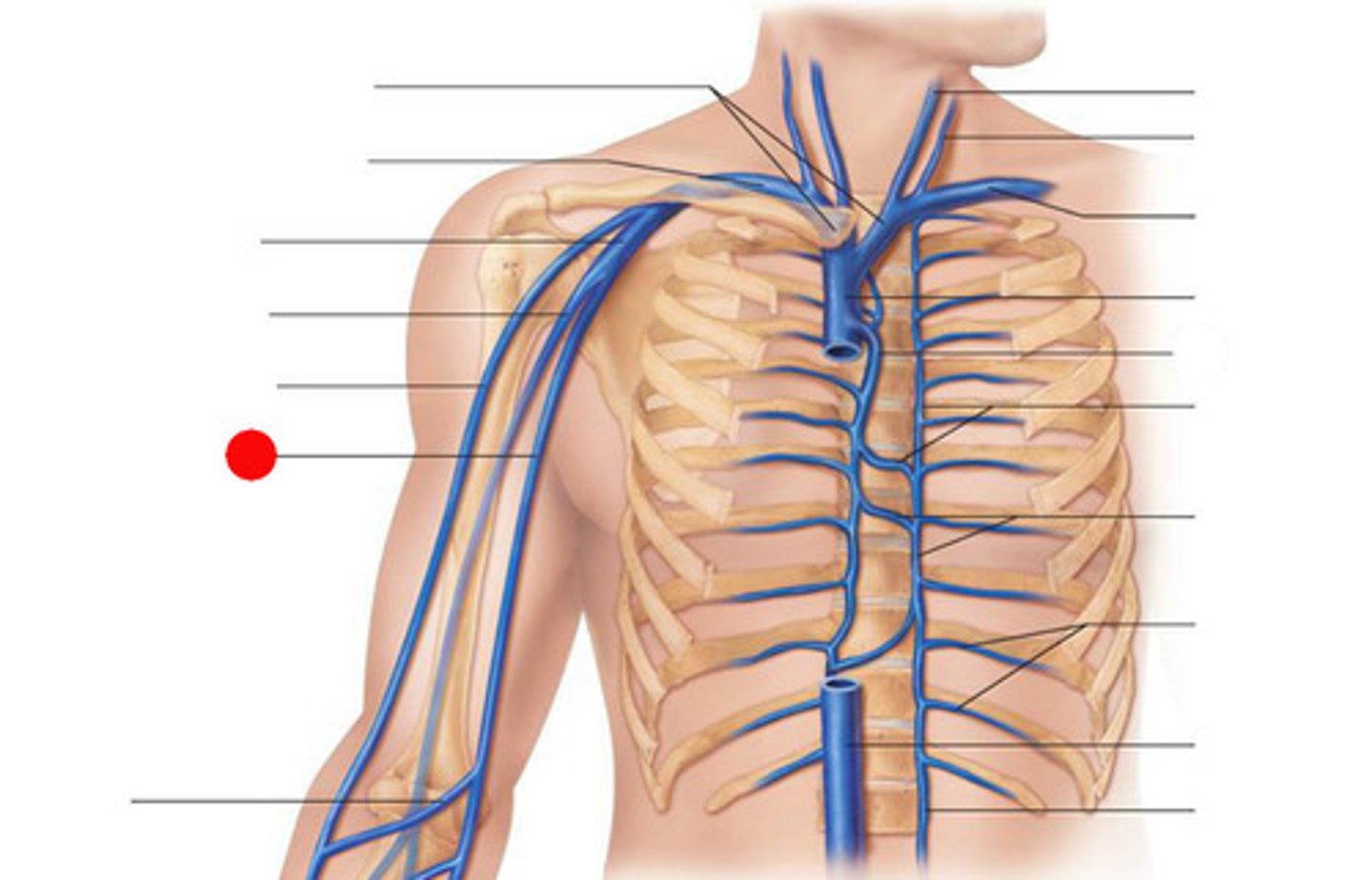 <p>Area drained: Superficial structures of the medial and dorsal hand, forearm, and arm</p><p>Drains into: Axillary vein</p><p>Relationship: Ascends on the medial aspect of the arm superficial to the muscles</p>