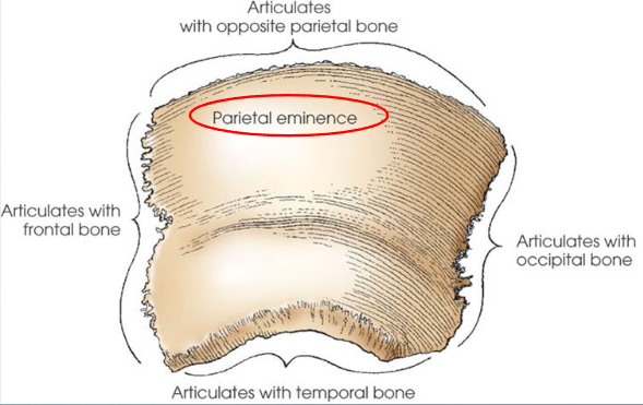 <ul><li><p>right and left</p></li><li><p>convex external surface and concave internal surface</p></li><li><p>articulate with each other at the sagittal suture, the frontal, temporal, occipital, and sphenoid bones</p></li></ul><p></p>