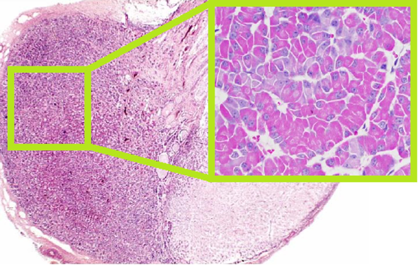 <p>Secrete FSH LH and TSH</p>