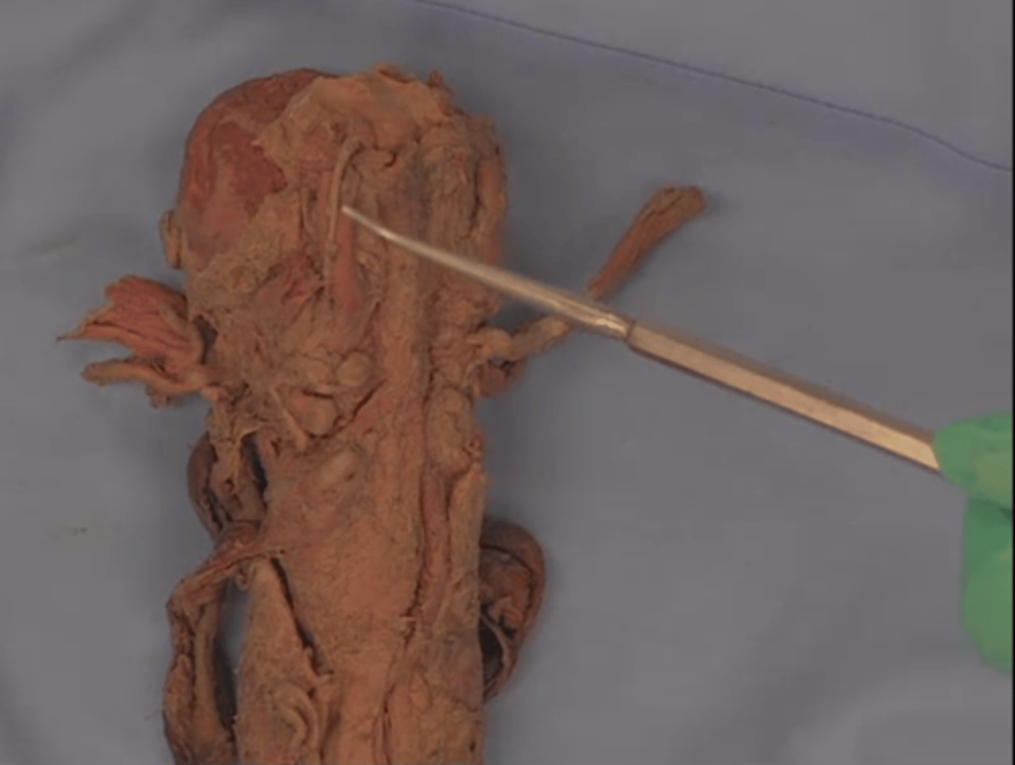 <p>What is this structure?</p>