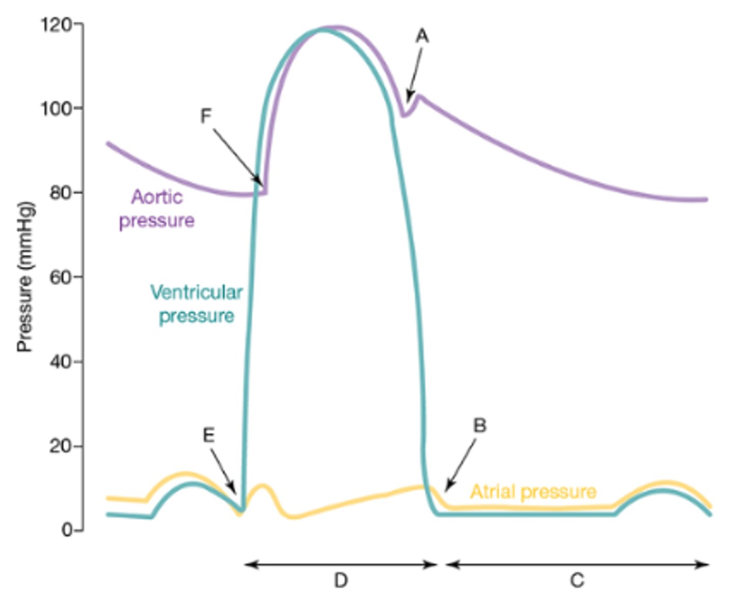 <p>Identify the following areas of the Wiggers diagram. #A-F</p><p>a. Aortic SL valves open</p><p>b. Aortic SL valves close</p><p>c. Systole</p><p>d. AV valves close</p><p>e. AV valves open</p><p>f. Diastole</p>