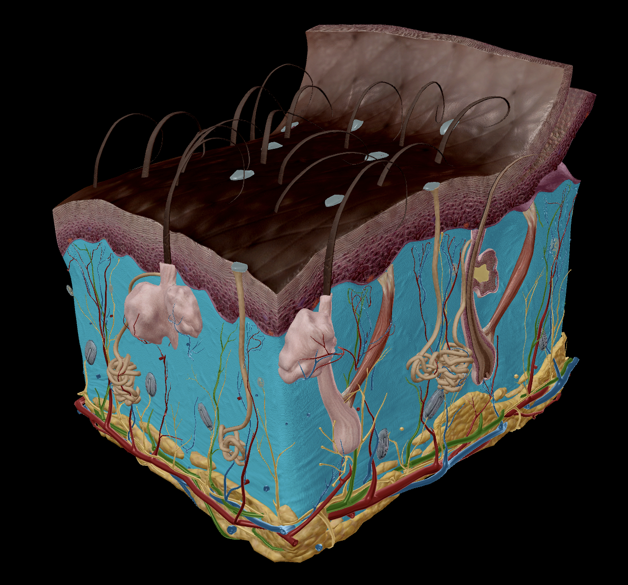Dermis