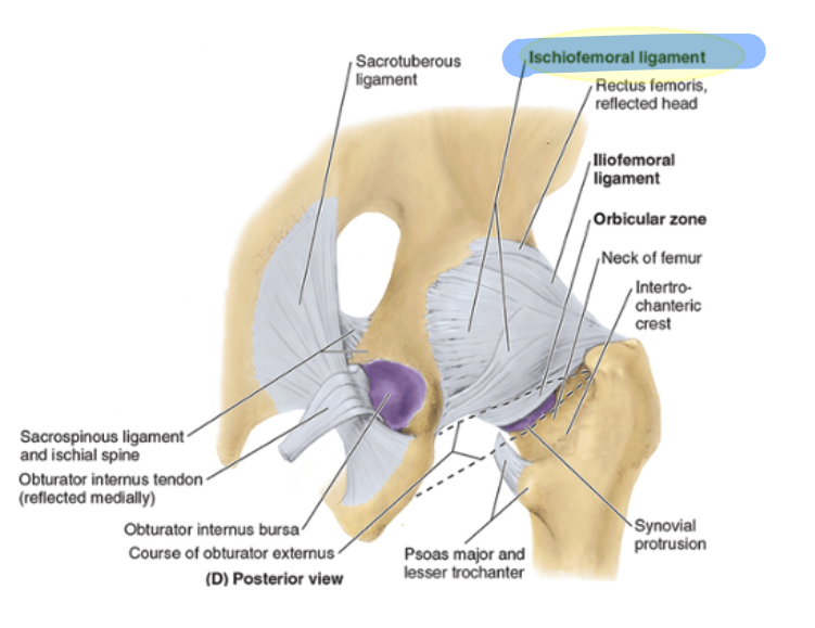 <p>weakest, spirals from ischium to femoral neck, tightens during flexion, internal rotation (adduction probably?)</p>