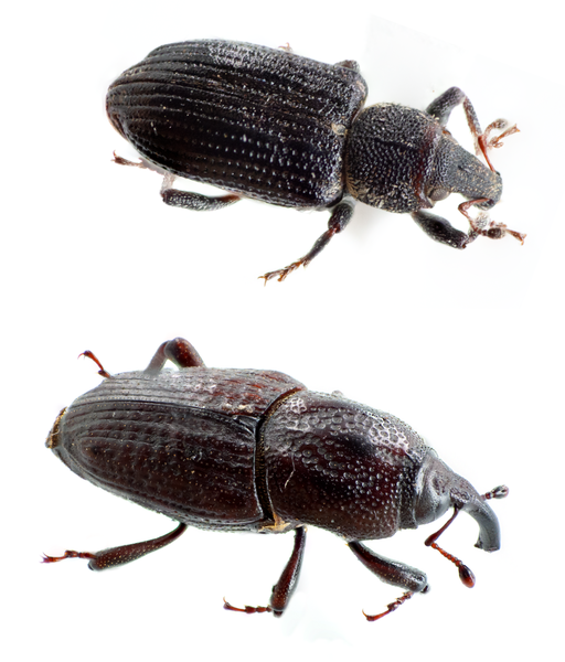 <p>Size: adult ~3–4 mm. Small snout beetle; larvae tunnel inside Poa annua stems, causing yellow to brown patches.</p>