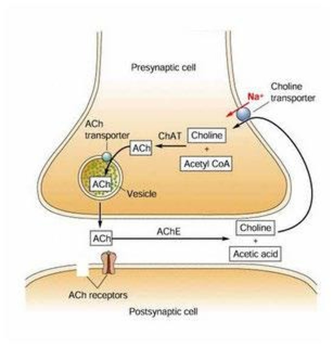 <p>It degrades acetylcholine in the synaptic cleft to prevent prolonged activation of the postsynaptic cell.</p>