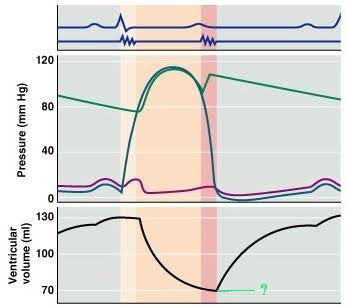 <p><span><span>What cardiac cycle volume is indicated on the diagram?</span></span></p>
