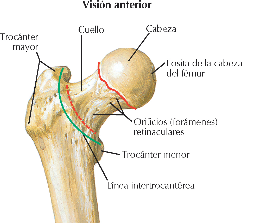 <p>Consta de una cabeza, un cuello y dos trocánteres mayor y menor</p>