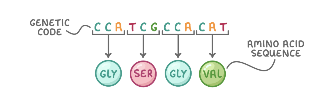 <p>A gene is a short section of DNA that codes for a polypeptide (a protein).&nbsp;Each gene is located at a&nbsp;specific position along a chromosome&nbsp;known as a&nbsp;locus.&nbsp;</p><p style="text-align: left">The complete set of genes within a cell is known as the genome.&nbsp;The full range of proteins that a cell is capable of producing is known as the proteome.</p><p style="text-align: left">The genetic code refers to the sequence of bases that code for amino acids.</p><p style="text-align: left"><span>Scientists found that each amino acid is coded for by a sequence of three DNA bases, known as a triplet.</span></p>