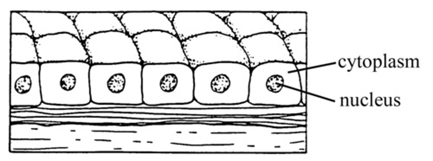 <p>kidney, ducts of glands</p>