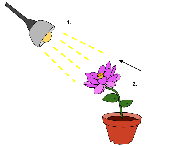 <p>In exposure to ____, the chloroplasts in the mesophyll layers are undergoing photosynthesis and producing sugars and oxygen</p>