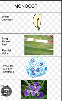 <ul><li><p>angiosperm</p></li><li><p>integument (seed coat)</p></li><li><p>seeds/pollen</p></li><li><p>heterospory</p></li><li><p>LOSS of BVC</p></li><li><p>ovule</p></li><li><p>endosperm</p></li><li><p>double fertilization</p></li><li><p>carpel, fruit, vessel elements</p></li></ul>