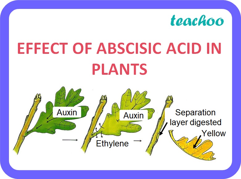 <p><span><span>promotes dormancy in seeds and buds. It promotes wilting and falling of<br>leaves. Closes stomata when plants are under moisture stress</span></span></p>