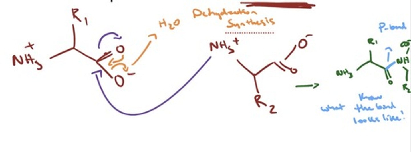<p>- Amino Acids Are</p><p>Linked by Peptide Bonds to Form Polypeptide</p><p>Chains</p><p>- Polypeptides consist of amino acids linked by a peptide bond</p><p>- The peptide bond is also called an amide bond</p><p>- Each amino acid in a protein is called a residue</p><p>- dehydration synthesis achieves this bond</p>