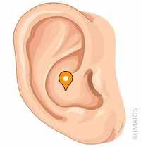 <p>what part of the ear is this</p>