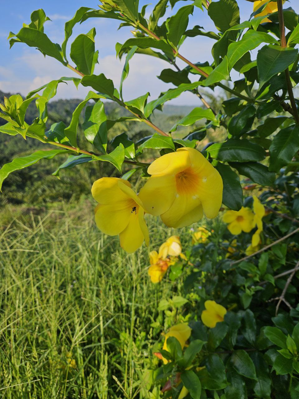 <p><em>Taman Bunga.</em></p>