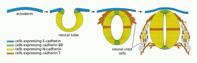 <ul><li><p>forms similar to gut tube (invagination/involution)</p></li><li><p> ectoderm → neural plate cells → neural crest plate →neural tube</p></li><li><p>relies on dev signalling, diff. gene expression (eg. of cadherin)</p></li></ul><p></p>
