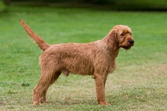 <p>Origin: France</p><p>Height: 19-22 in</p><p>Weight: 40-49 lbs</p><p>Life Span: 12-13 yrs</p><p>Type: Scent Hound</p>