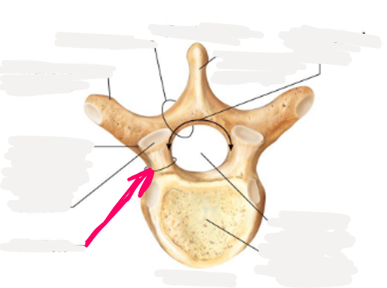 <p>name this bone or bone marking</p>