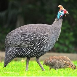 <p>Guinea fowl</p>