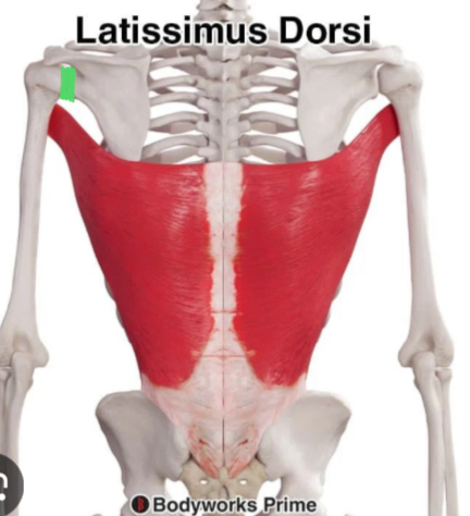 <p>What are the three actions of latissimus dorsi at the glenohumeral joint?</p>