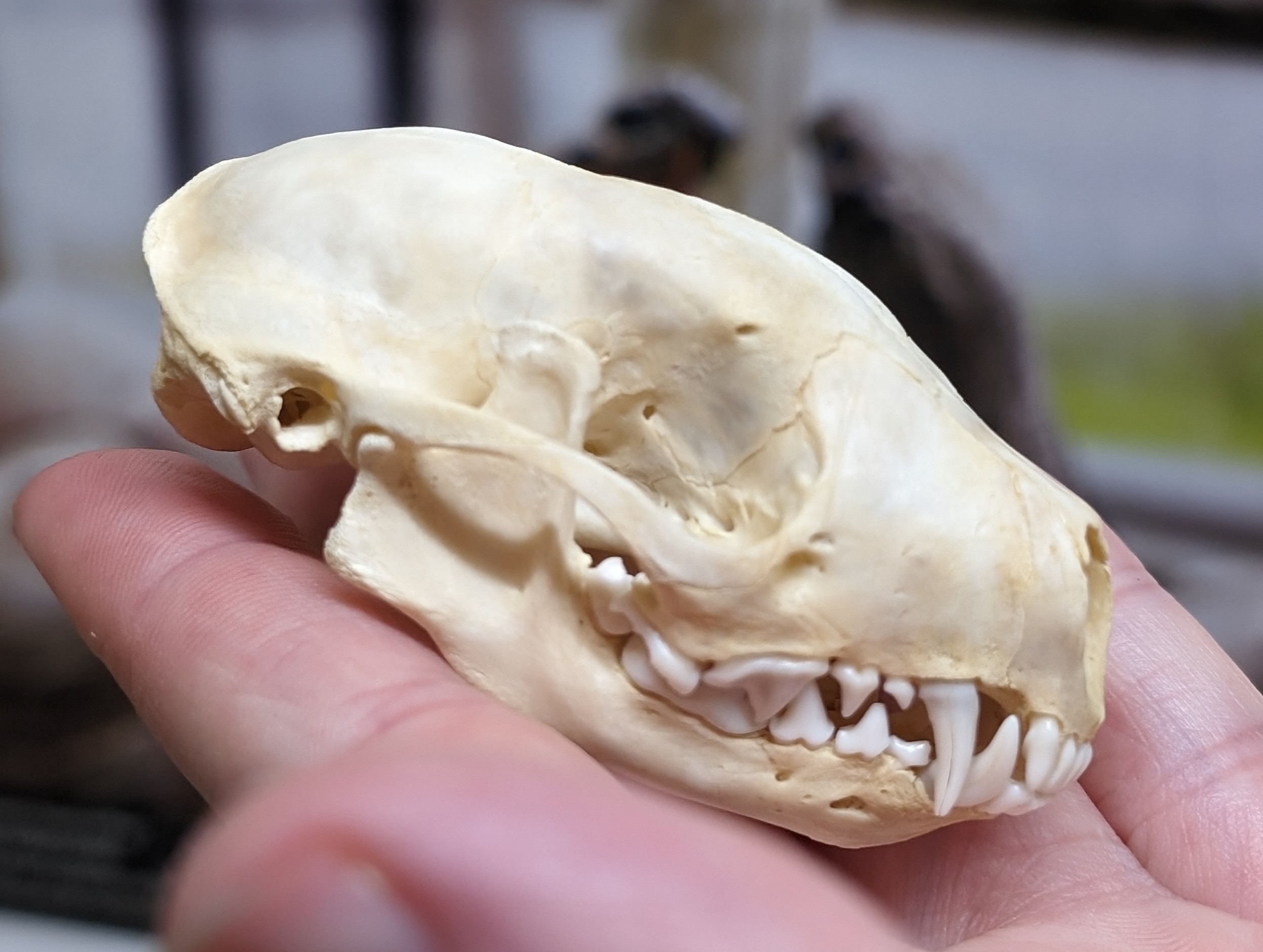 <p><u>Skull</u>: rounder, blunt rostrum, sharp canines</p>