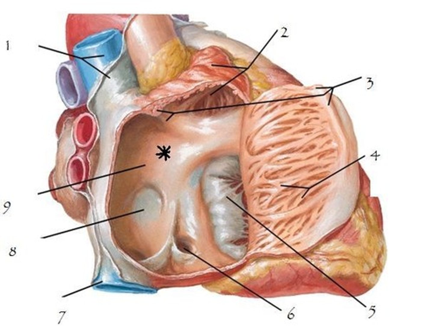 <p>surface; on inside of right atrium, smooth part, by fossa ovalis</p><p>H5</p>
