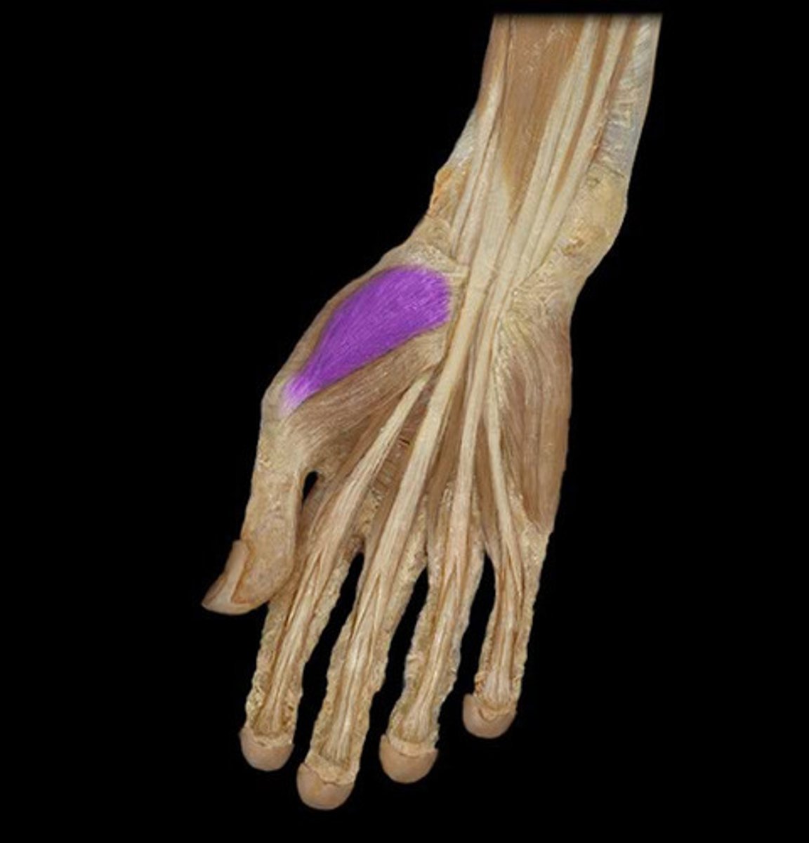 <p>Origin: Navicular and trapezium</p><p>Insertion: Base fo proximal phalanx</p><p>Action:Abduct at CMC and MCP joints of thumb.</p><p>Innervation: Median</p>