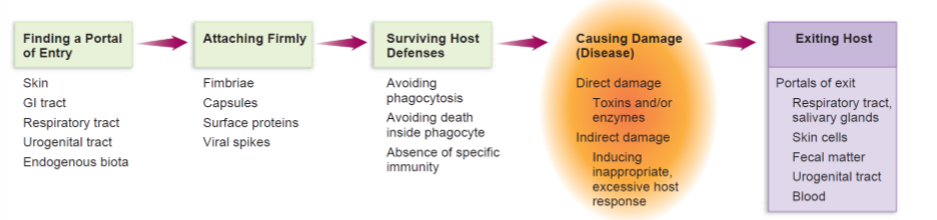 <ul><li><p>survival and transmission in the environment</p></li><li><p>attachment to the surface of the host</p></li><li><p>overcoming the body defences against infection</p></li><li><p>ability to damage the host, directly or indirectly (disease)</p></li><li><p>ability to replicate in the host, producing progency able to infect others (exit)</p></li></ul><p></p>