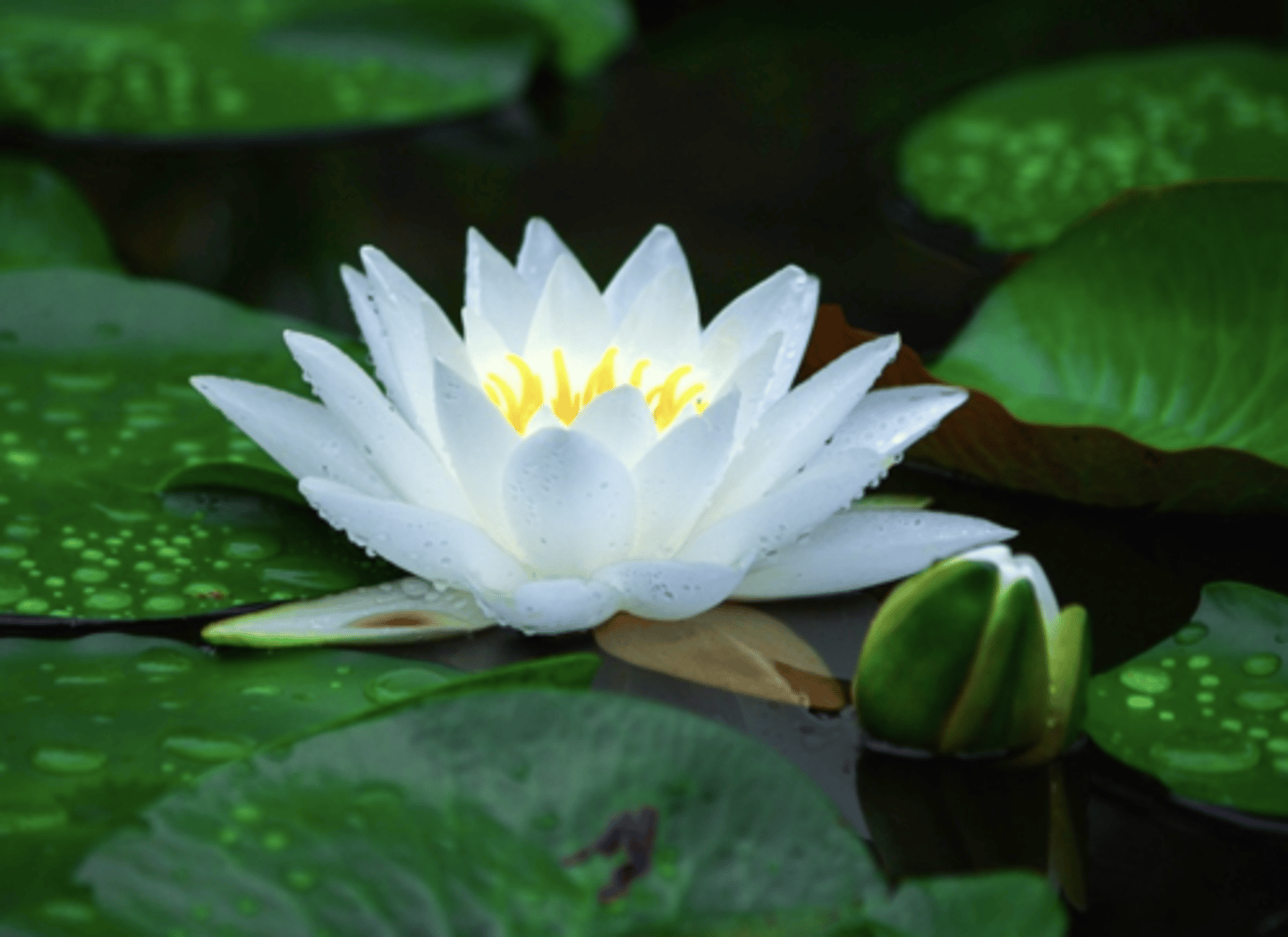 <p>1. thin cuticle as they don't need to conserve water</p><p>2. wide flat leaves to increase light absorption</p>