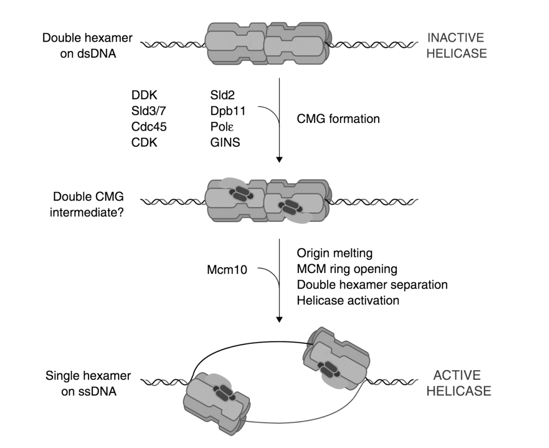 <ul><li><p>travel with one of the two emerging replication forks<strong> away&nbsp;</strong>&nbsp;from the initiation site</p></li></ul><p></p>