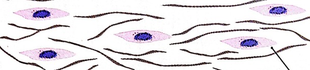 <ul><li><p><span>Pueden diferenciarse en condroblastos y células osteoprogenitoras</span></p></li><li><p><span>Forma de huso, núcleo ovoide y citoplasma escaso </span></p></li></ul>