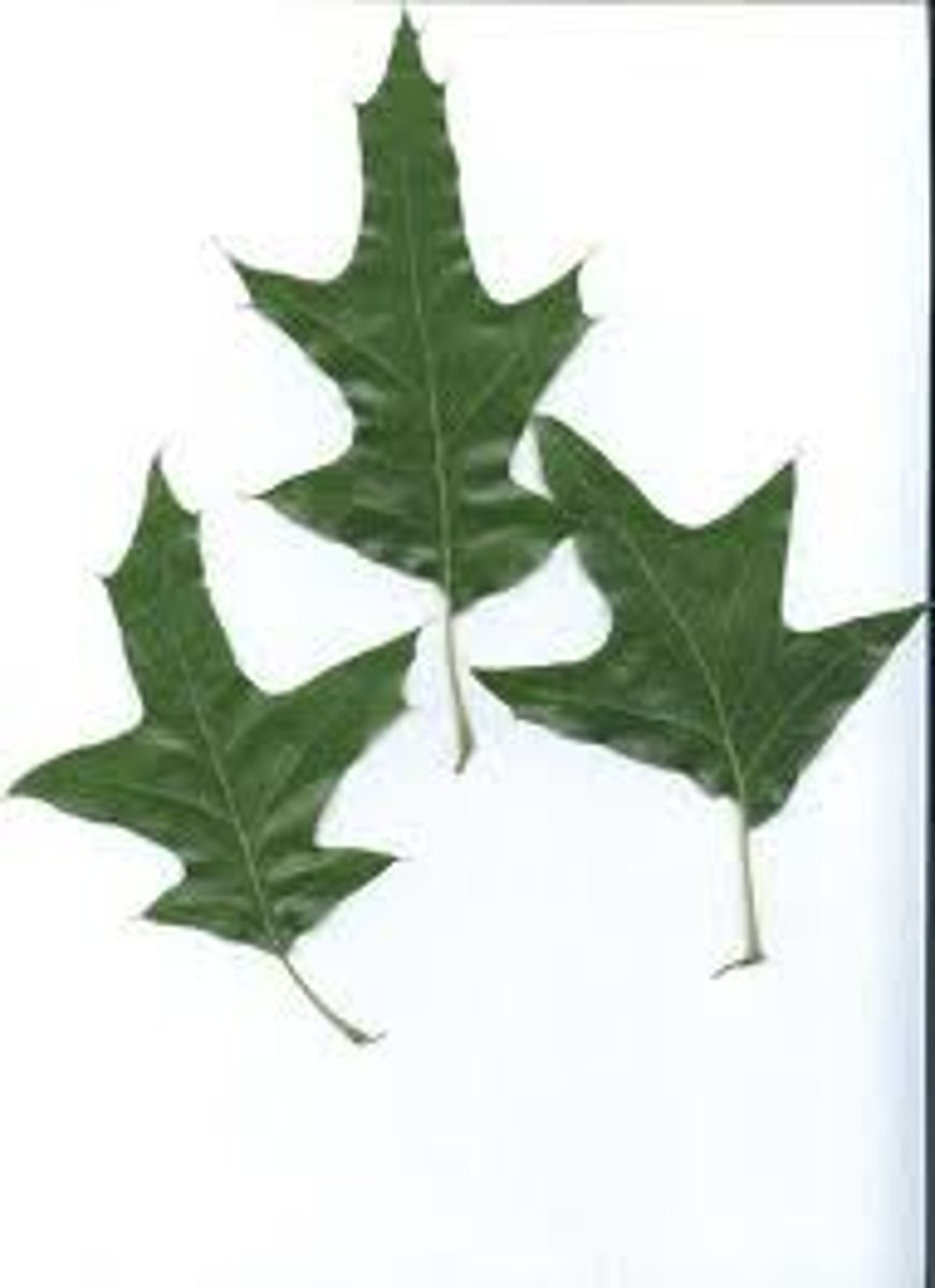 <p>Terminal lobe is often much longer than the lateral ones</p><p>"Turkey's foot"</p>