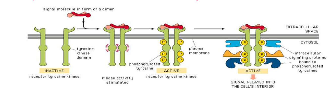 <ul><li><p>ligand causes dimerisation of two single TM protein chains</p></li><li><p>Dimerisation permits phosphorylation of the intracellular domain and subsequent recruitment of adaptor proteins </p></li><li><p>Adaptor proteins are responsible for mediation of signal transduction intracellularly, they often link with monomeric G proteins to permit intracellular signal transduction</p></li></ul><p></p>