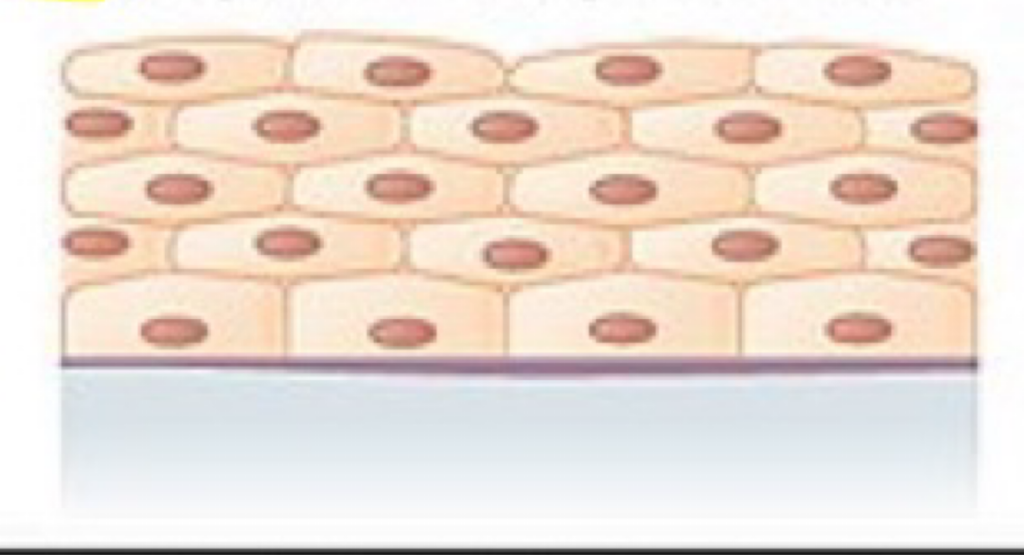 <ul><li><p><strong>Location</strong>: Lines the esophagus, mouth, and vagina.</p></li><li><p><strong>Function</strong>: Protects against abrasion.</p></li><li><p>Flat and layered</p></li></ul><p></p>