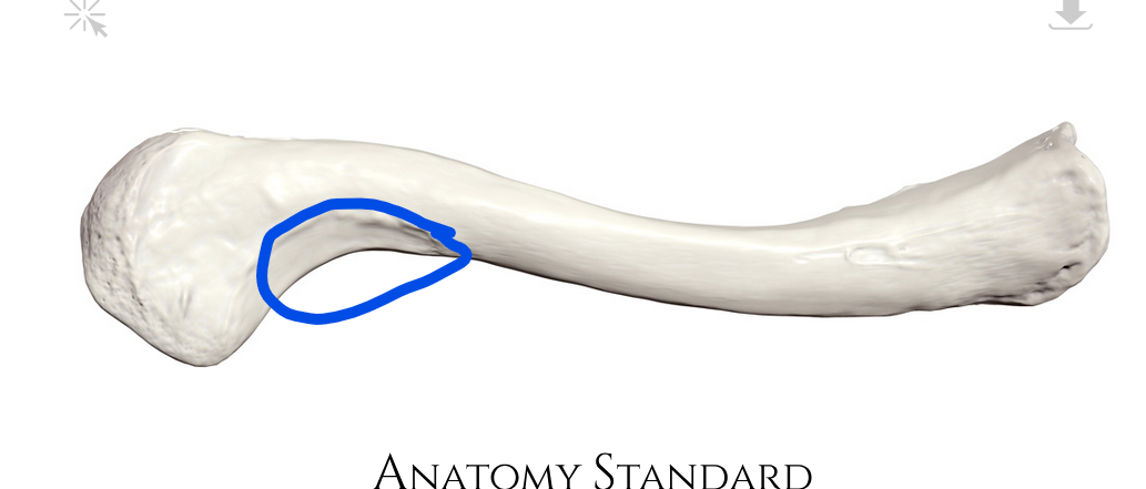 <p>Where deltoid muscle connects</p>