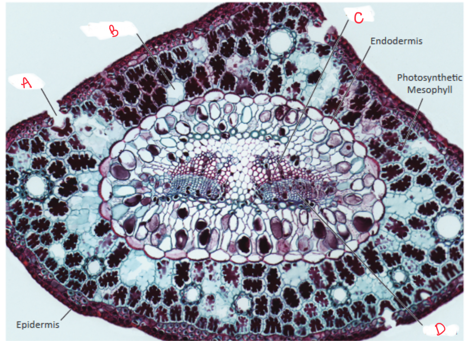 <p>This cross section is of a(n) _________. Identify the structures </p>