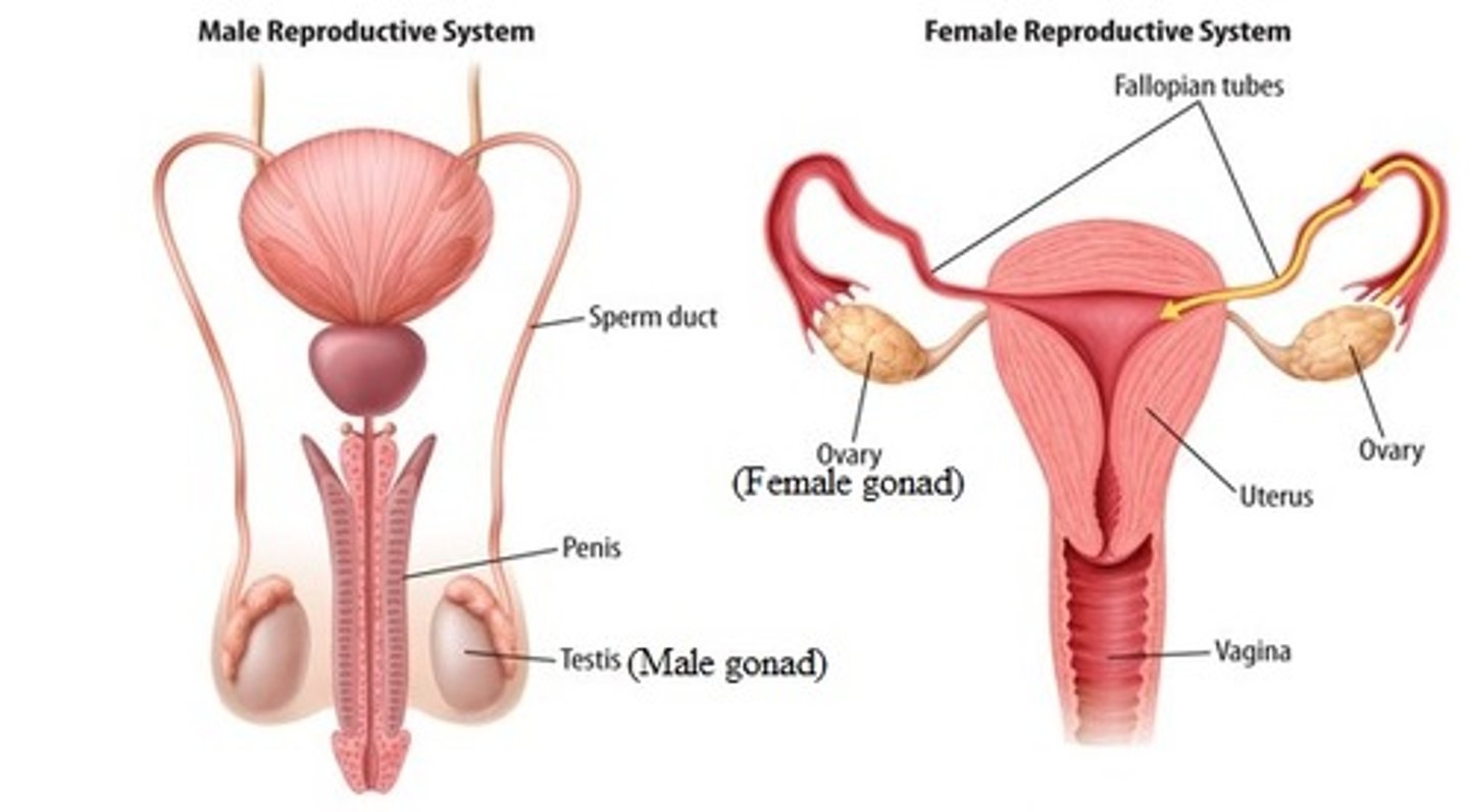 <p>The ______ are the organs that produce sex cells. They are the testes in males and ovaries in females.</p>