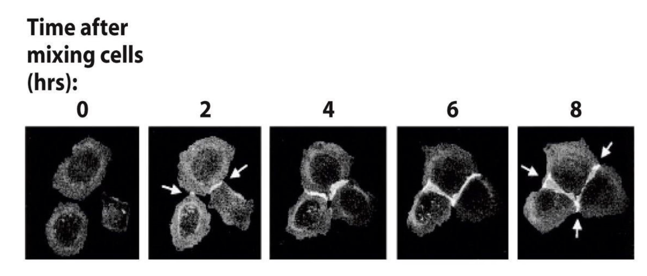 <ul><li><p>Researchers created an <strong>E-cadherin-GFP fusion gene</strong> and introduced it into cultured cells</p></li><li><p>Cells expressing <strong>GFP-tagged E-cadherin</strong> were mixed in <strong>calcium-containing medium</strong></p></li><li><p>Over time, cells expressing E-cadherin <strong>aggregated and adhered together</strong></p></li><li><p><strong>GFP fluorescence accumulated at contact surfaces</strong>, showing formation of adherens junctions</p></li><li><p>Cells only adhered to others <strong>expressing the same E-cadherin</strong>, demonstrating <strong>homophilic interaction</strong></p></li></ul><p></p>