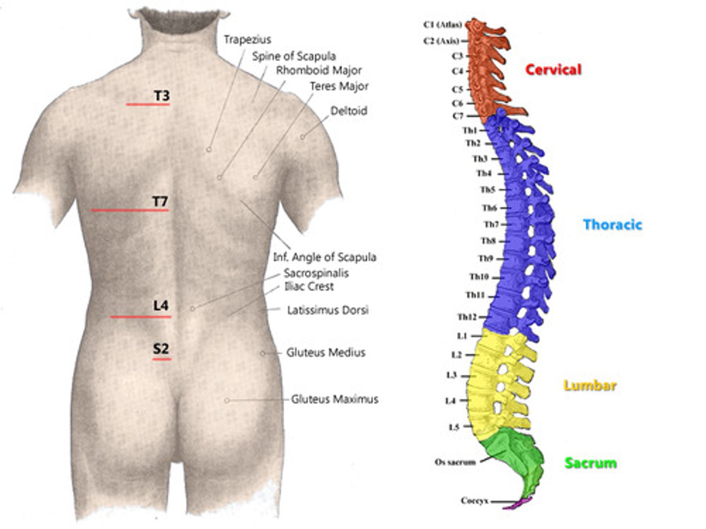 <p>7, 12, 5, 5, 4</p>