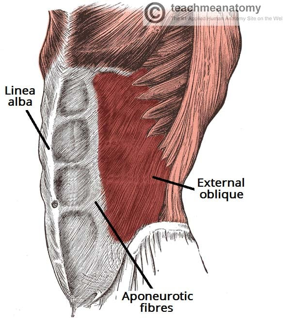 <p><strong>Location:</strong> The largest and most superficial of the three flat abdominal muscles. Fibers run downward and medially (outwards). </p><p><strong>Origin</strong>: Lower eight ribs. From outer surfaces of ribs 5 to 12.</p><p><strong>Insertion</strong>: Linea alba (fibrous structure running down midline of abdomen), pubic tubercle, and iliac crest (anterior).</p><p><strong>Function</strong>: Compresses the abdominal cavity, aids in trunk flexion, and rotates the trunk.</p><p><strong>Innervation</strong>: Primarily innervated by T7-T12, lower thoracic nerves and subcostal nerve.</p><p></p>